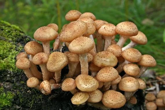 Особенности питания грибов Экология и распространение